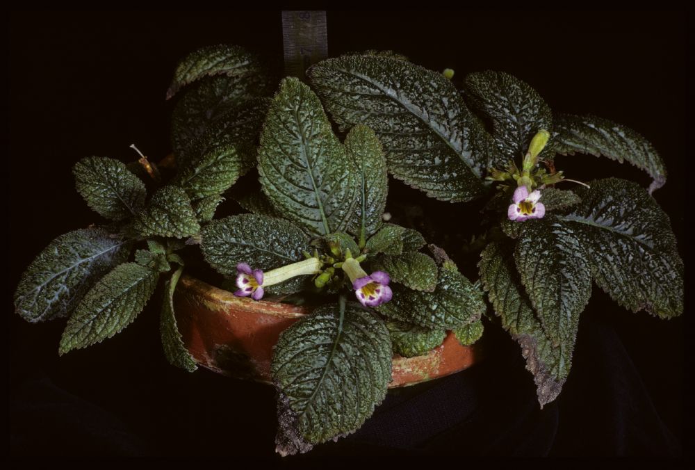 Gesneriaceae Diastema masculata