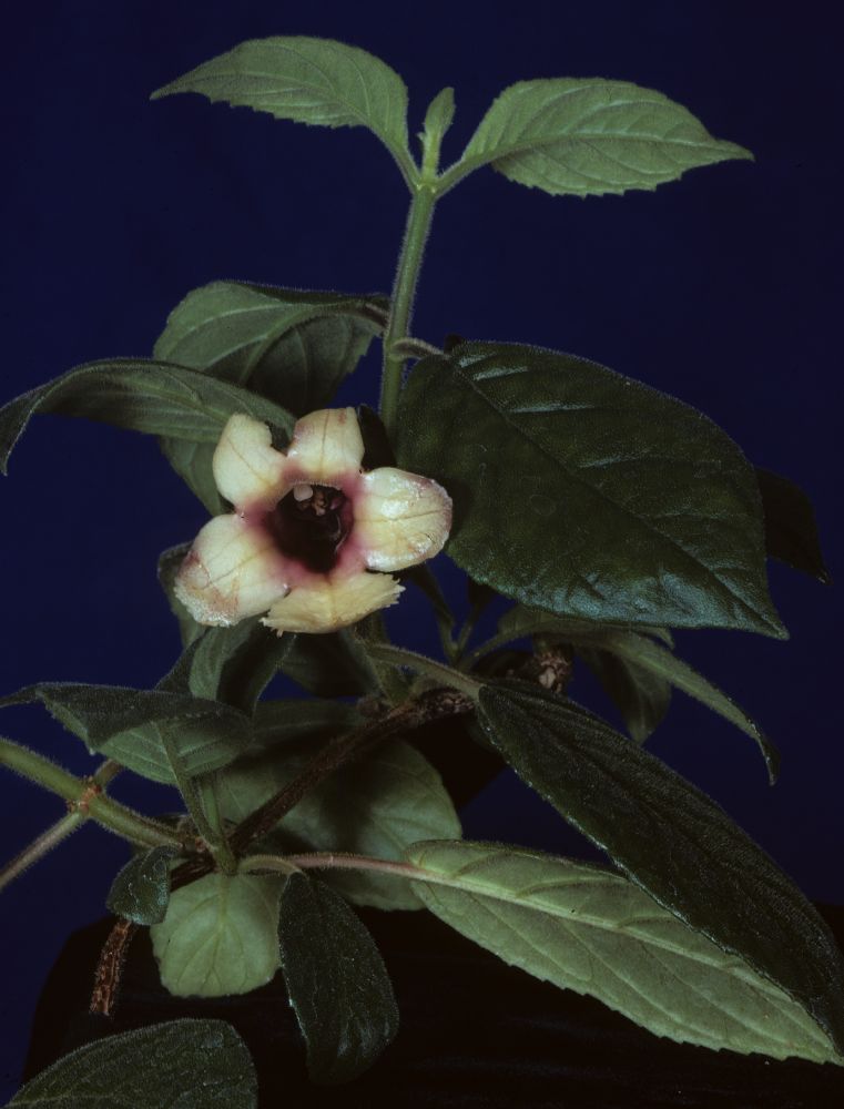 Gesneriaceae Drymonia alloplectoides