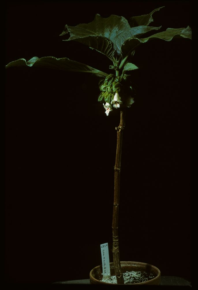 Gesneriaceae Drymonia macrantha