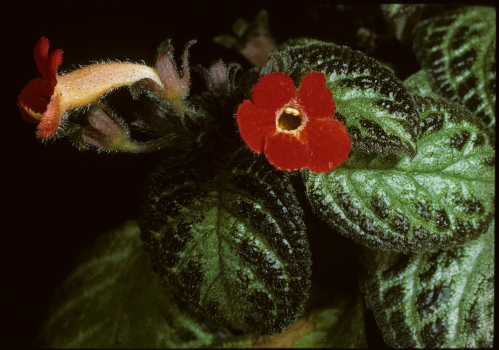 Gesneriaceae Episcia cupreata