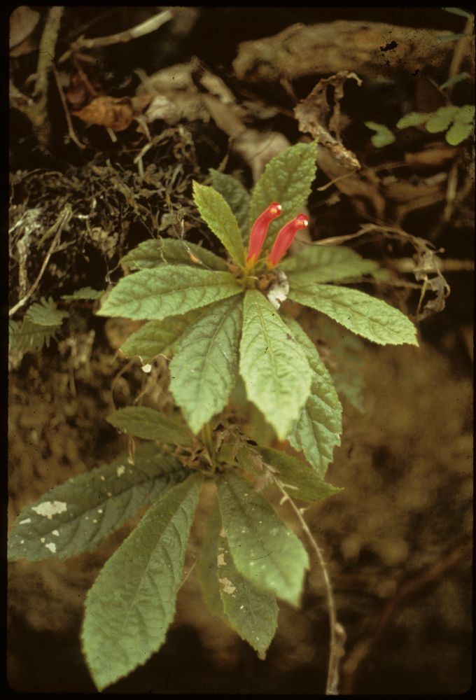 Gesneriaceae Gesneria acaulis