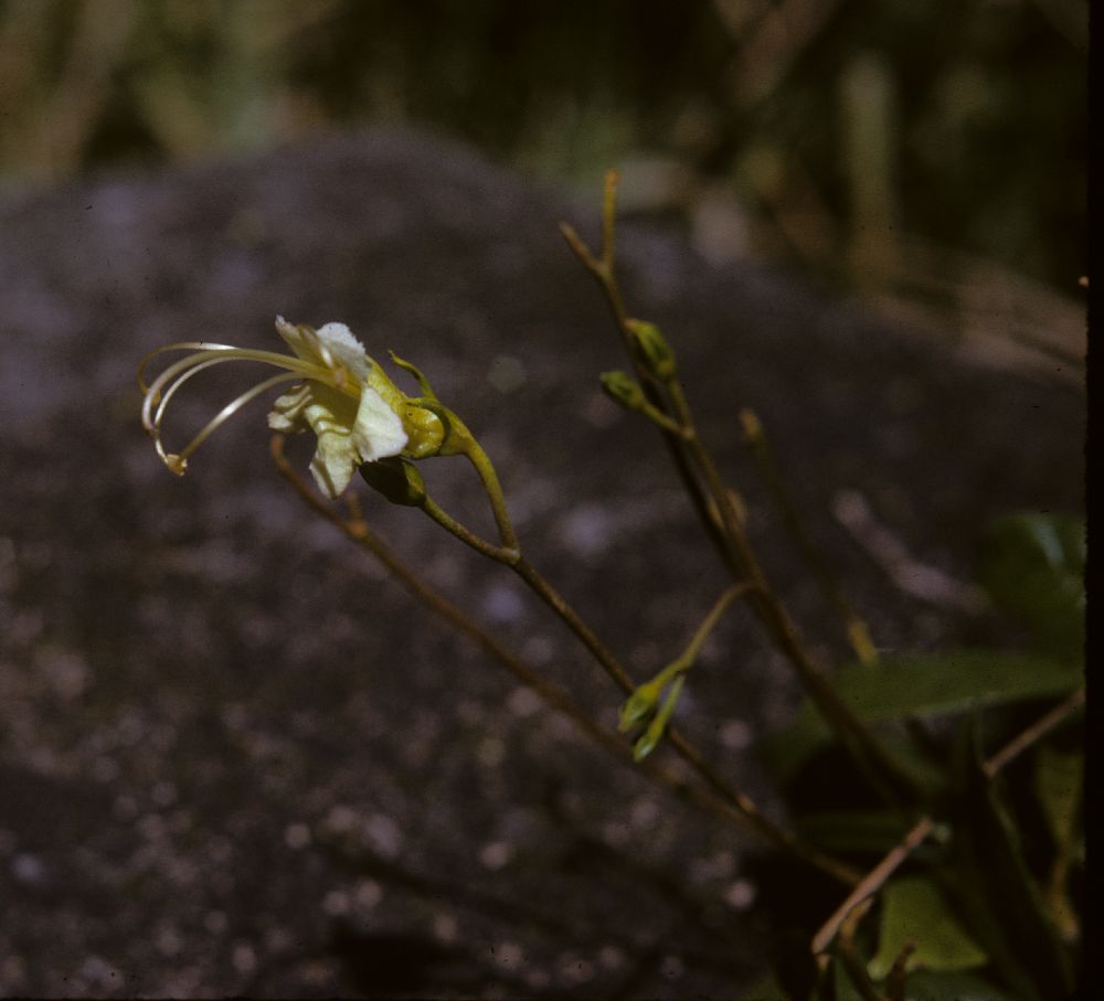 Gesneriaceae Gesneria alba