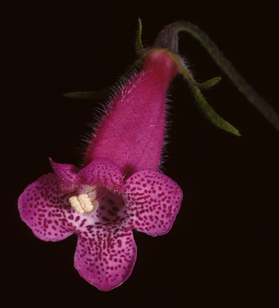 Gesneriaceae Gloxinia gymnostoma