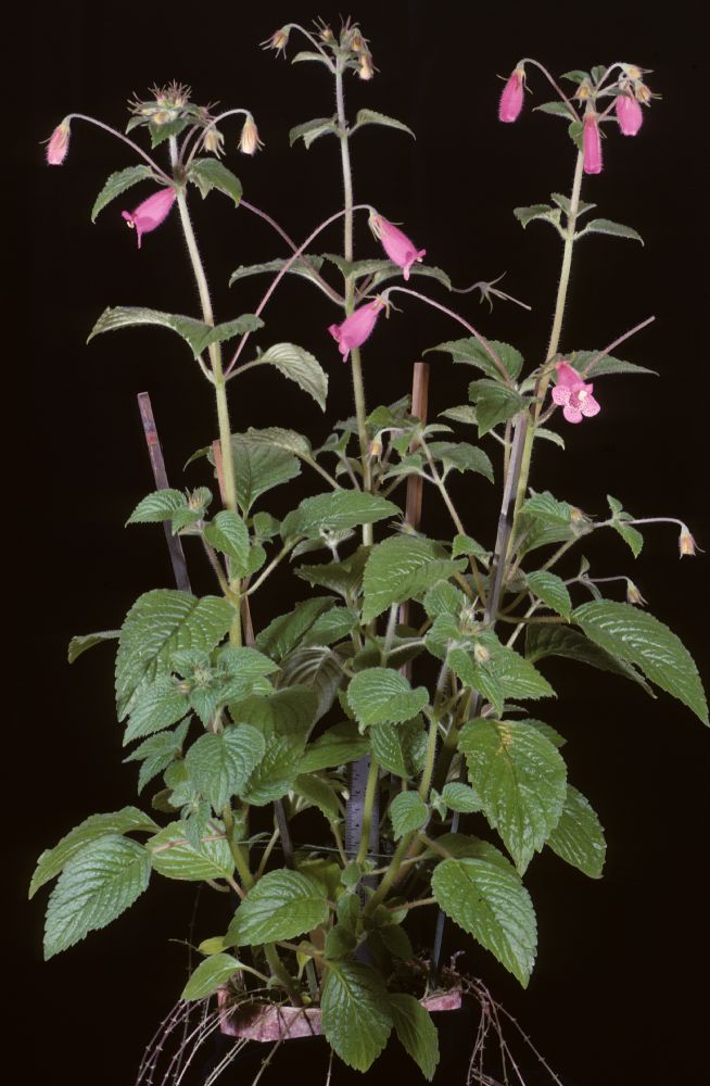 Gesneriaceae Gloxinia gymnostoma