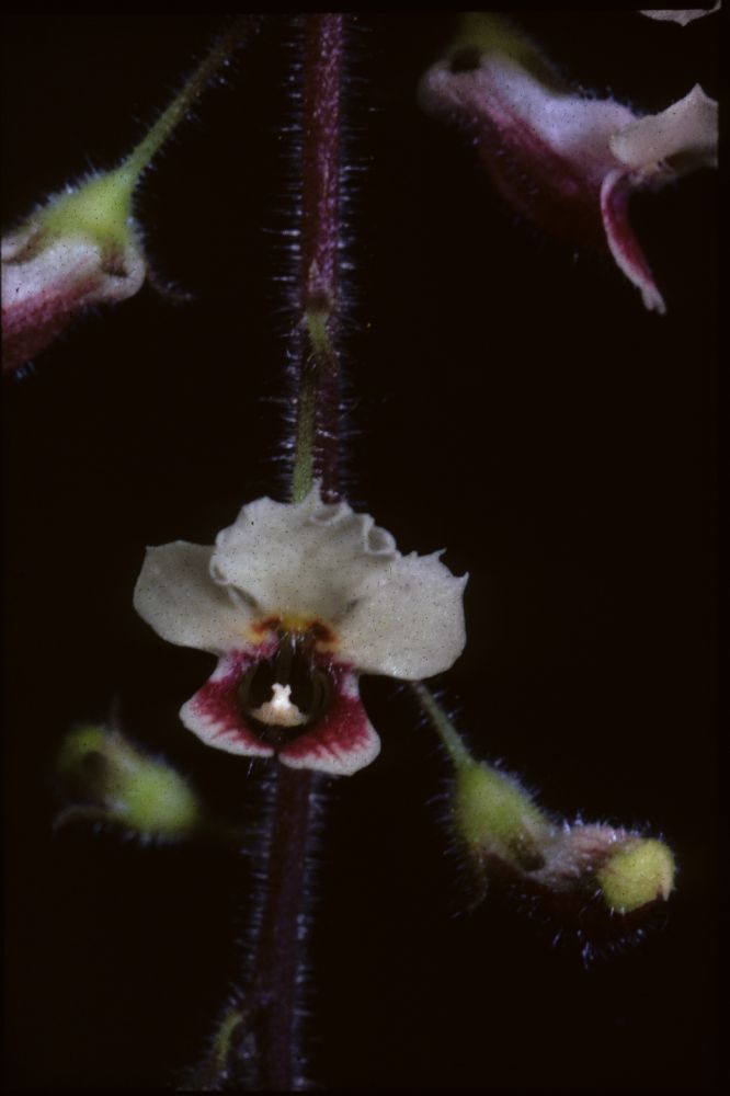 Gesneriaceae Koellikeria erinoides