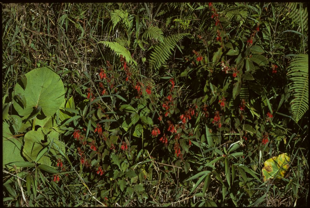 Gesneriaceae Kohleria 