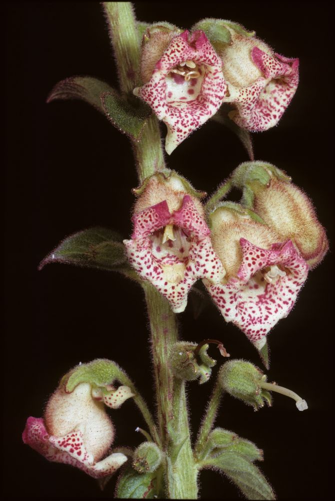 Gesneriaceae Kohleria allenii