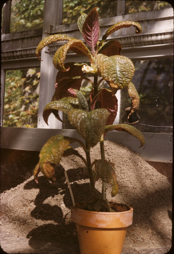 Gesneriaceae Nautilocalyx bullatus