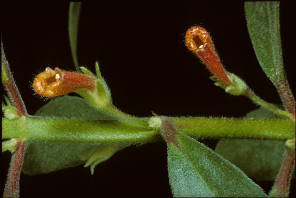 Gesneriaceae Nematanthus fissus
