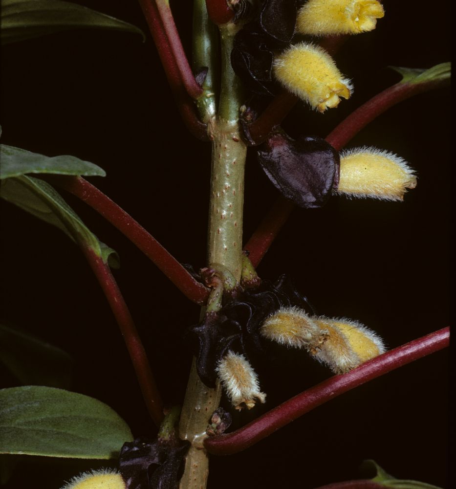 Gesneriaceae Nematanthus hirtellus