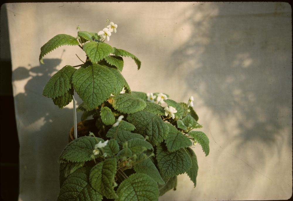 Gesneriaceae Niphaea oblonga