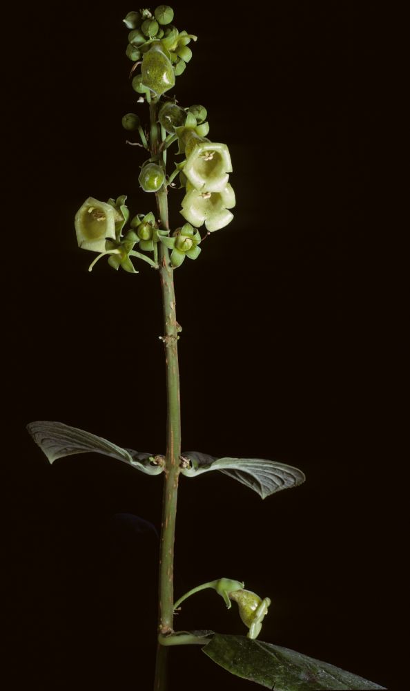 Gesneriaceae Paliavana prasinata