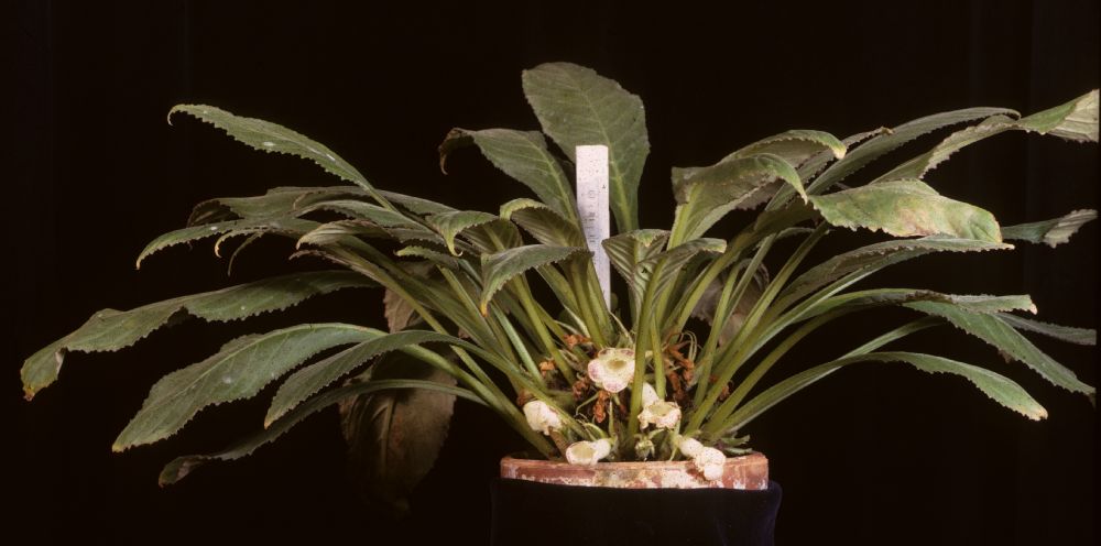 Gesneriaceae Paradrymonia lineata