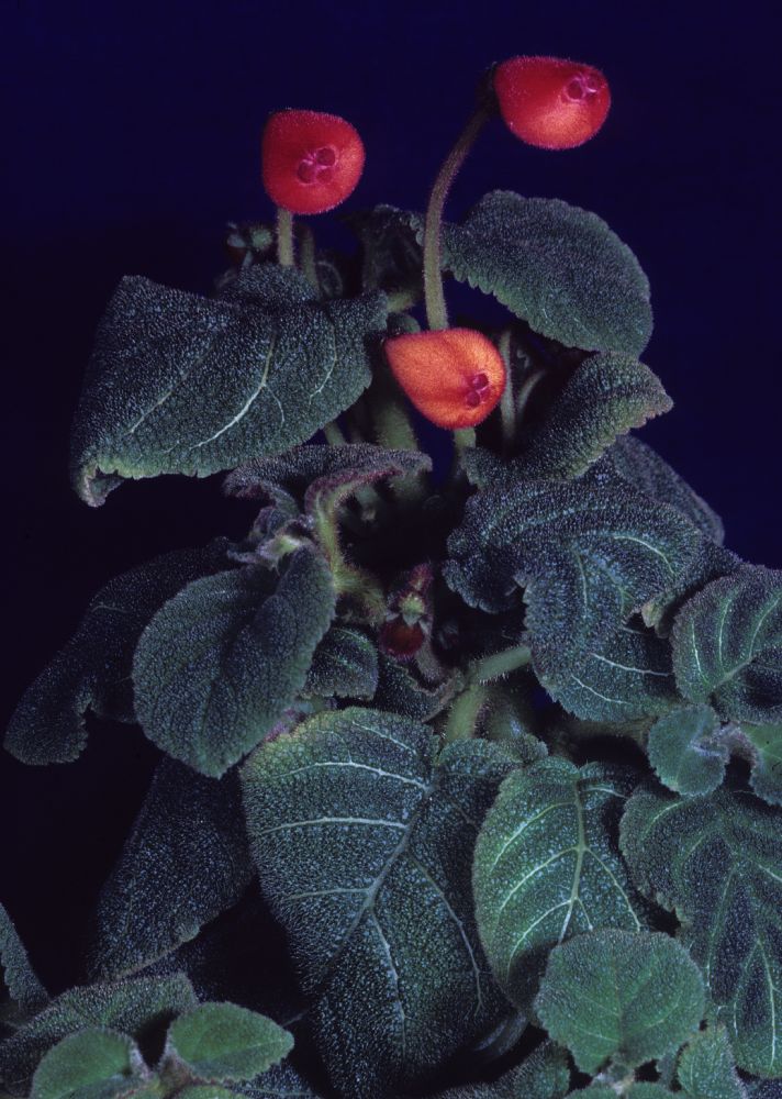 Gesneriaceae Pearcea hypocyrtiflora