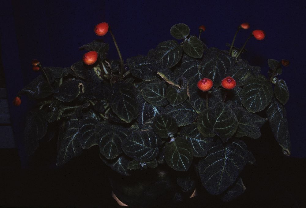 Gesneriaceae Pearcea hypocyrtiflora