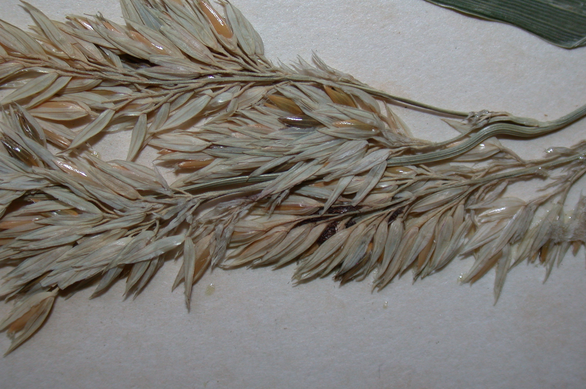 Poaceae Phalaris arundinacea