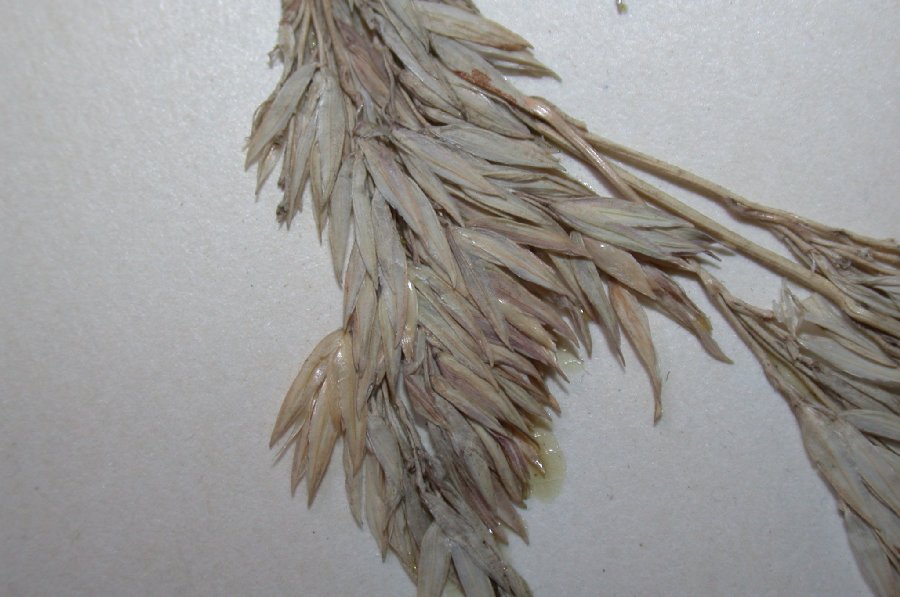 Poaceae Phalaris arundinacea
