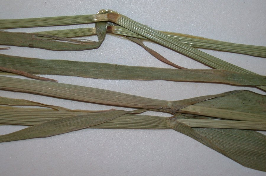 Poaceae Phalaris canariensis
