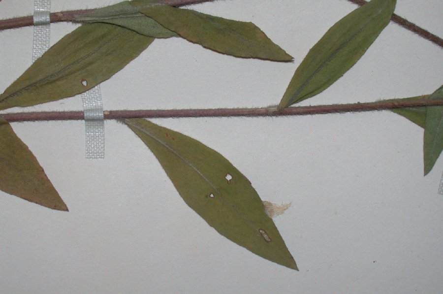 Asteraceae Solidago bicolor