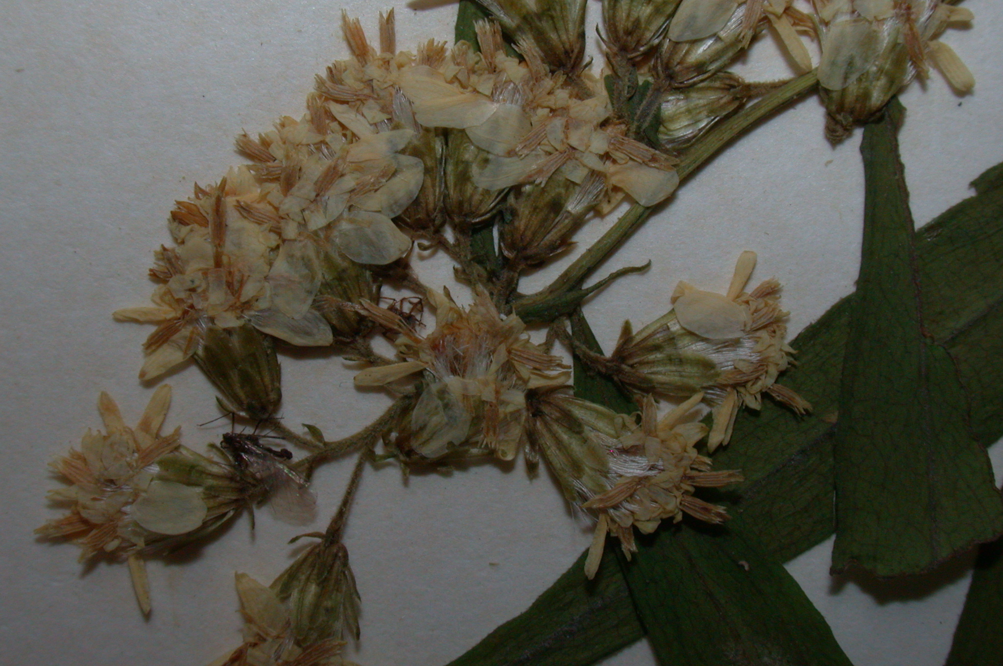 Asteraceae Solidago caesia
