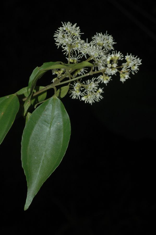 Melastomataceae Miconia petropolitana