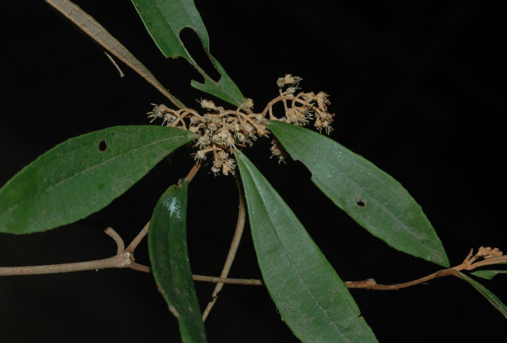 Melastomataceae Miconia capixaba