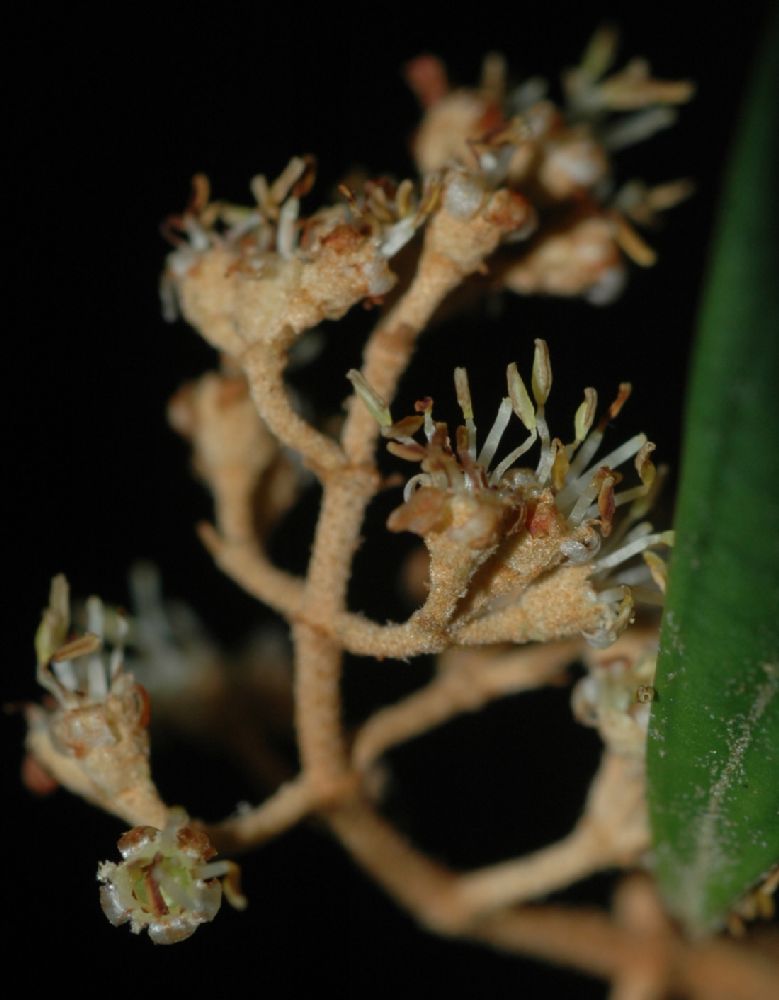 Melastomataceae Miconia capixaba