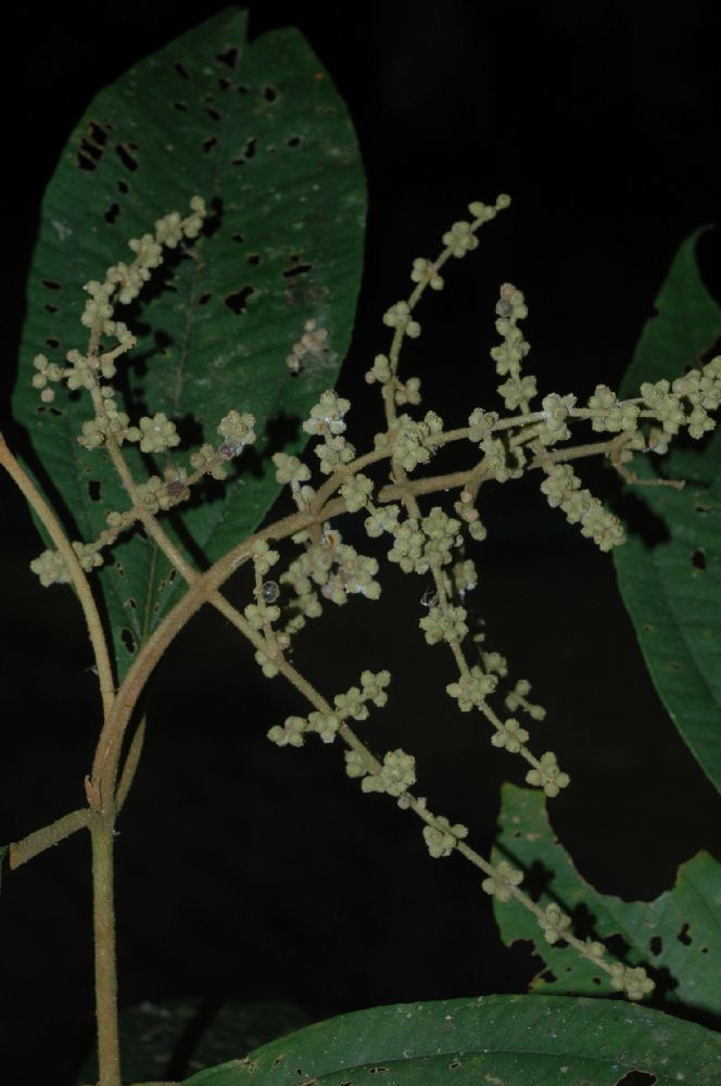Melastomataceae Miconia fasciculata