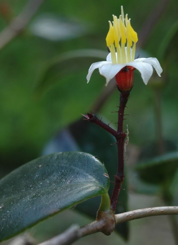 Melastomataceae Pleiochiton ebracteatum