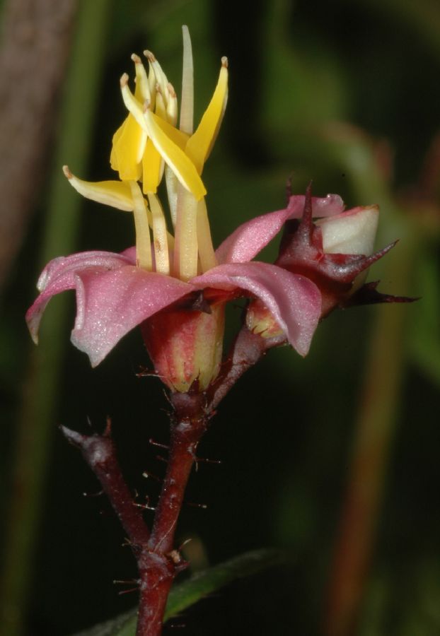 Melastomataceae Pleiochiton ebracteatum