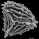 image of Anemia ciliata