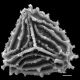 image of Anemia ciliata
