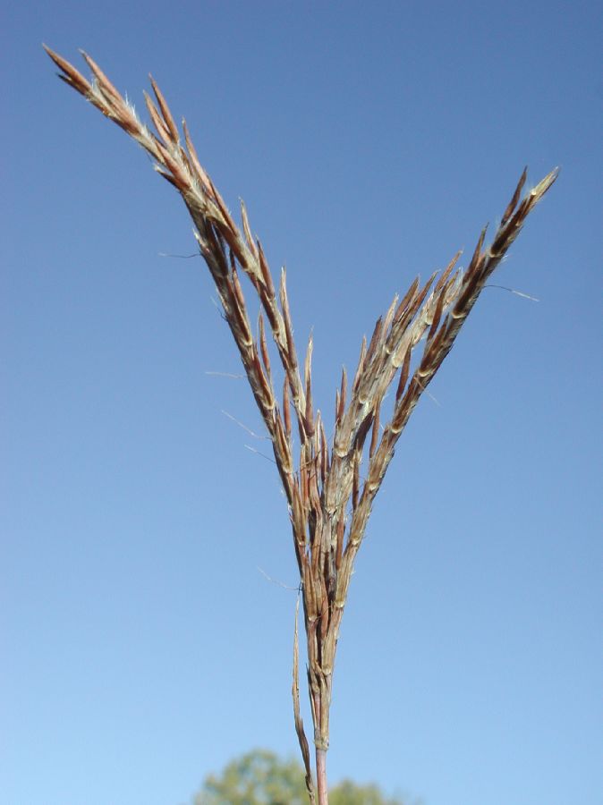Poaceae Andropogon gerardii