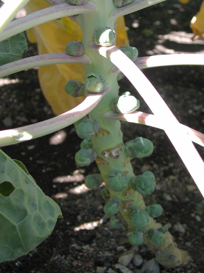 Brassicaceae Brassica oleracea
