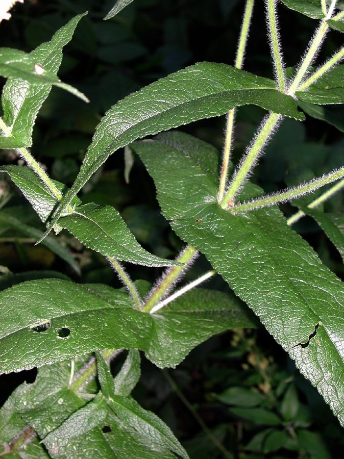 Asteraceae Eupatorium perfoliatum