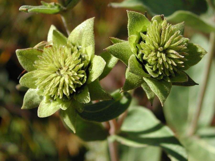 Asteraceae Silphium integrifolium