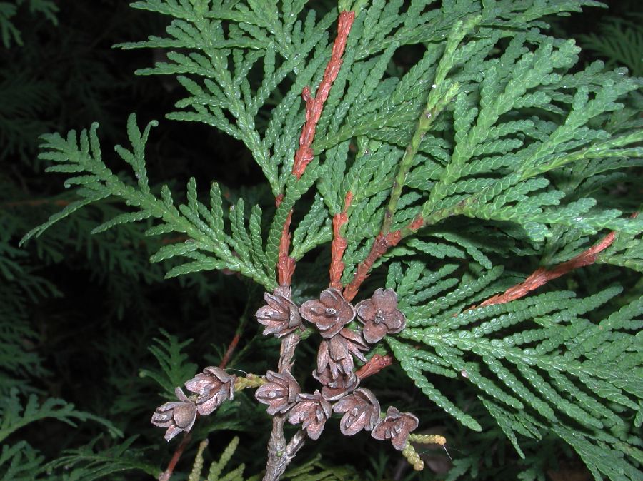 Cupressaceae Thuja occidentalis