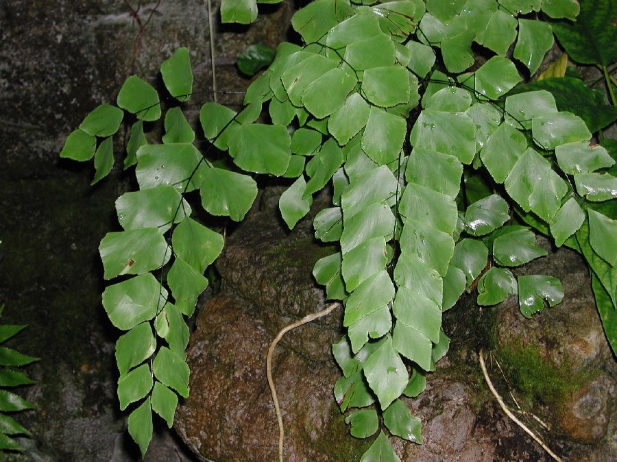 Pteridaceae Adiantum peruvianum