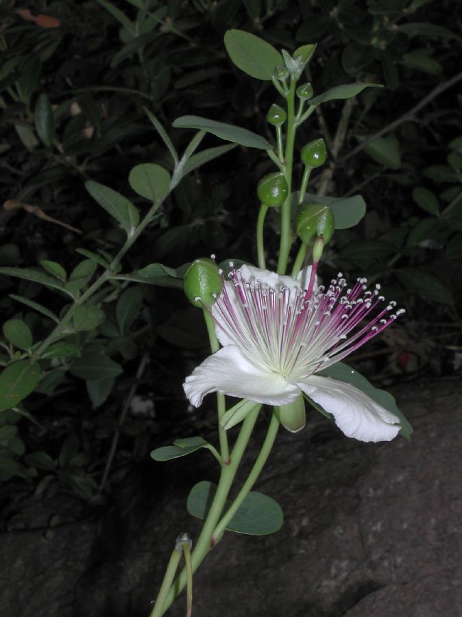Capparaceae Capparis spinosa