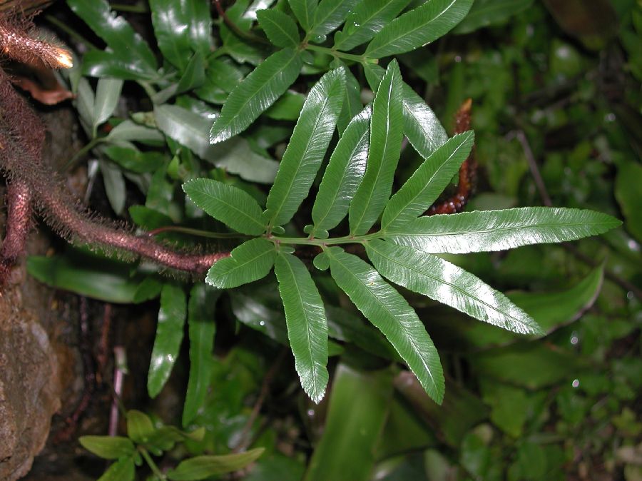 Davalliaceae Davallia pentaphylla