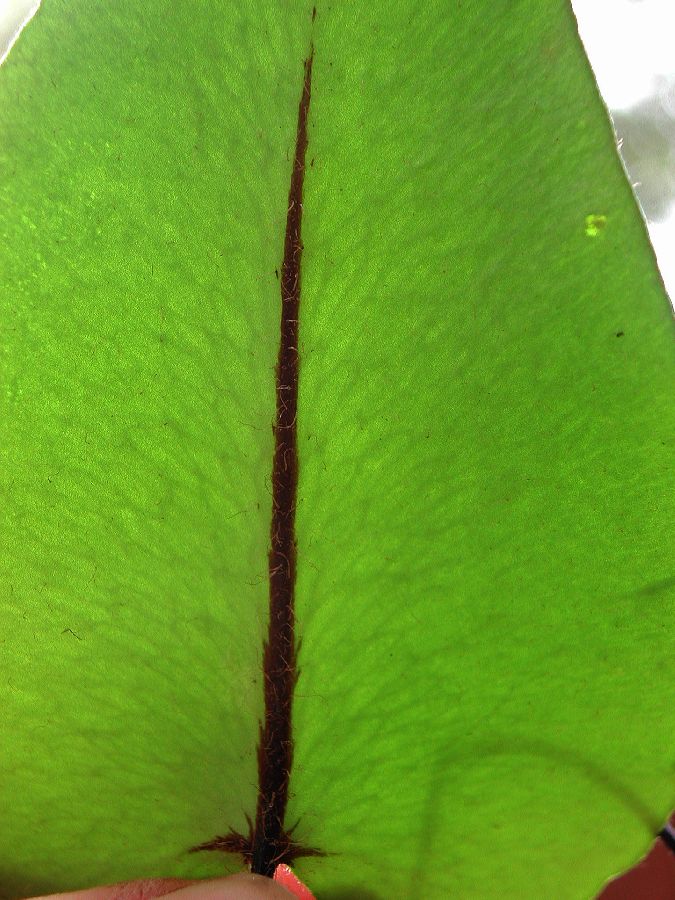 Pteridaceae Hemionitis ariifolia