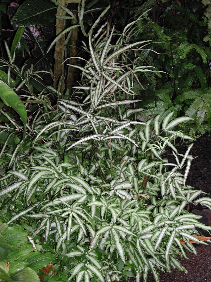 Pteridaceae Pteris nipponica