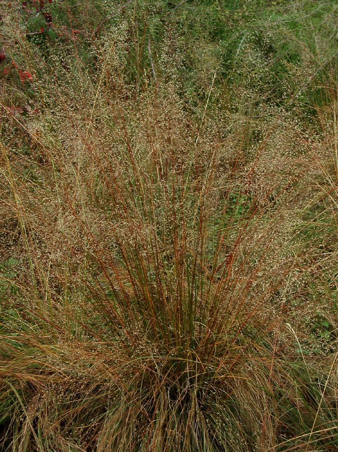Poaceae Sporobolus heterolepis