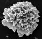 image of Elaphoglossum acutifolium