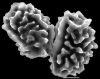 image of Elaphoglossum antisanae