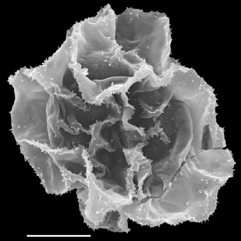 Lomariopsidaceae Bolbitis auriculata
