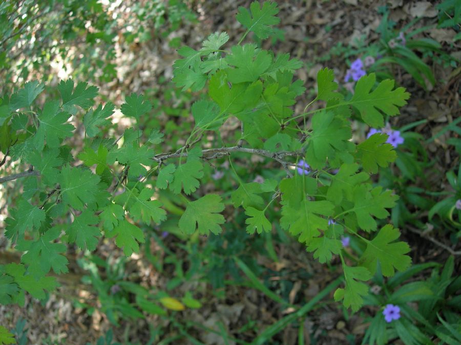Rosaceae Crataegus marshallii