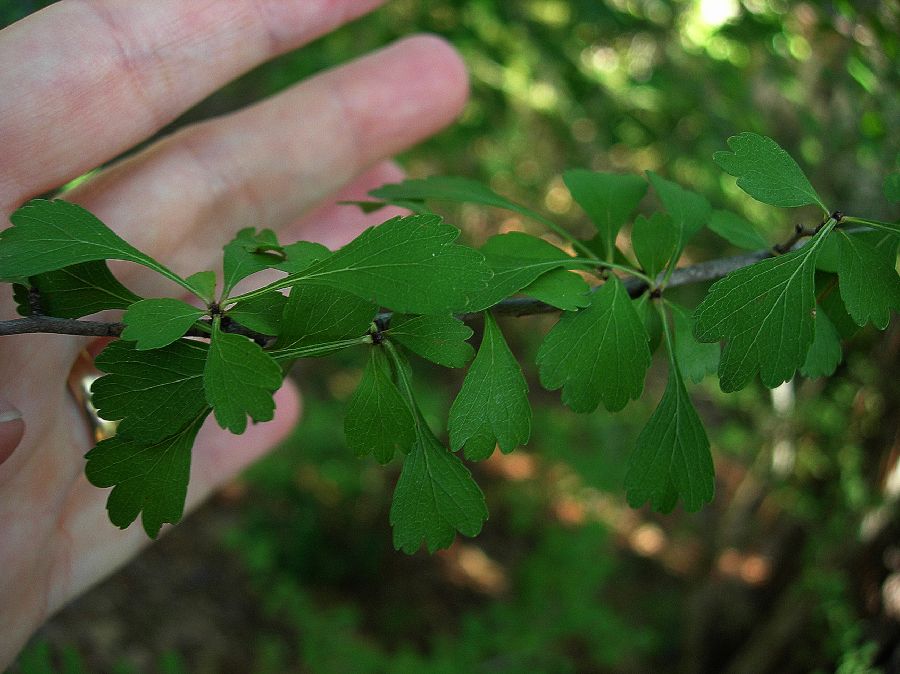 Rosaceae Crataegus spatulata