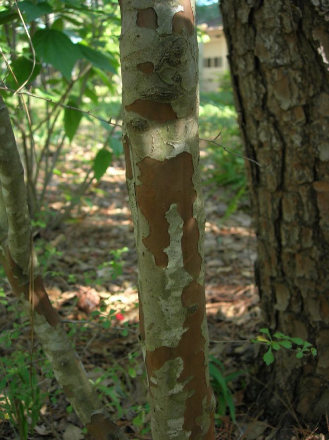 Rosaceae Crataegus spatulata
