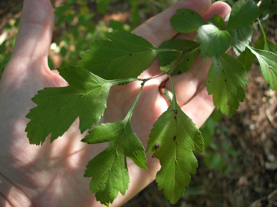 Rosaceae Crataegus viridis